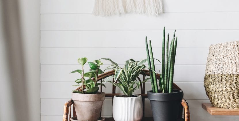 Best House Plants for a Home Office